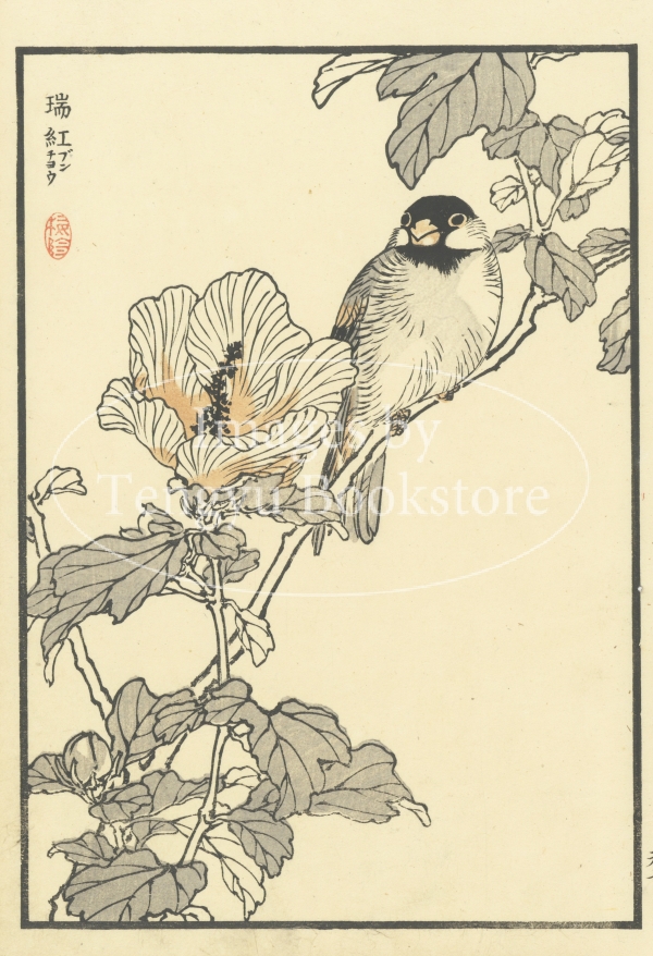 花巻碧   湖畔の丘 English | 尾瀬保護財団