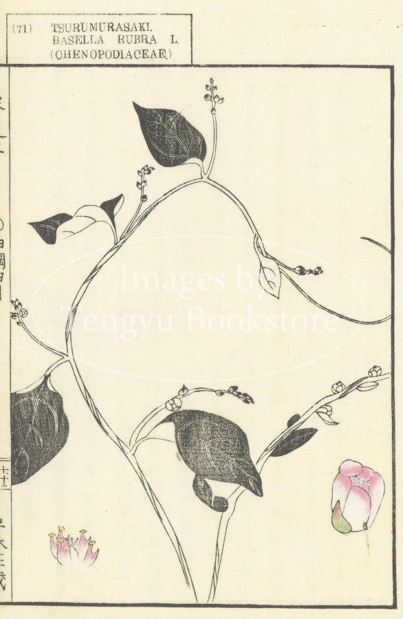 天牛書店 Images】アンティーク素材専門ストックフォトサイト