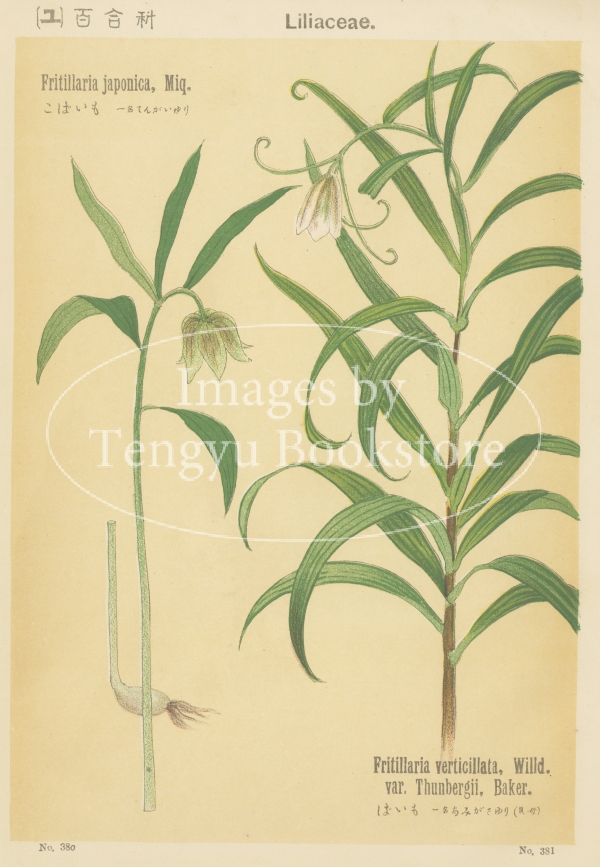 no.15 植物標本 ボタニカルアート フランスアンティーク
