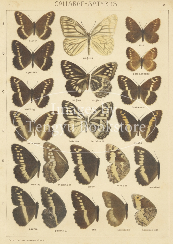 天牛書店 Images】アンティーク素材専門ストックフォトサイト