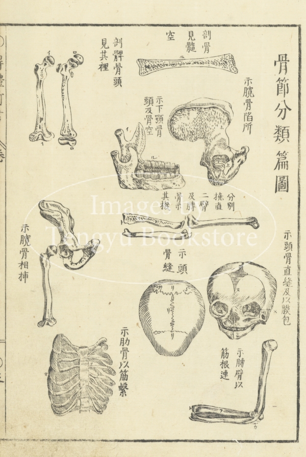 天牛書店 Images】アンティーク素材専門ストックフォトサイト