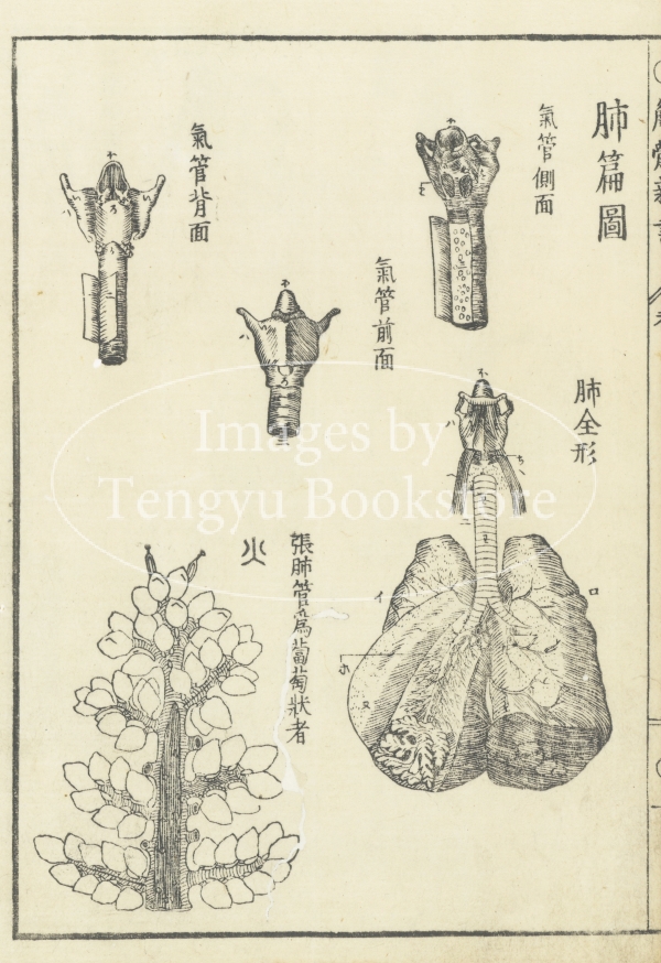 19世紀イギリス製解剖学教育用手彩色版画アンティークイラスト イギリス アンティーク ボタニカルアート/植物画 銅版画 GENISTA