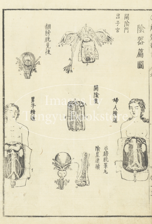 19世紀イギリス製解剖学教育用手彩色版画アンティークイラスト イギリス 19世紀 ペーパー John Leech ジョン リーチ 絵画